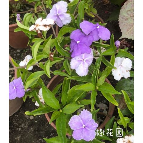 樹茉莉|五彩茉莉 